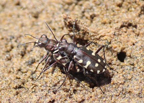 Réf. 262 949 : Calomera littoralis